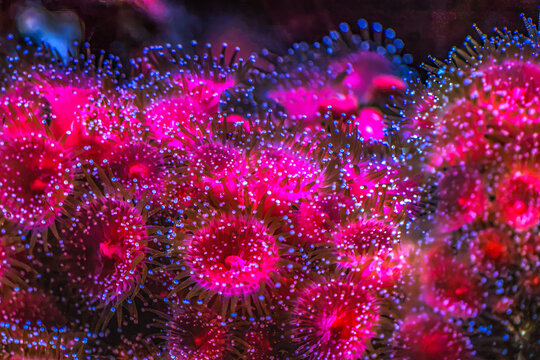 Colorful Red Blue Sea  Anomene Tidal Pool
