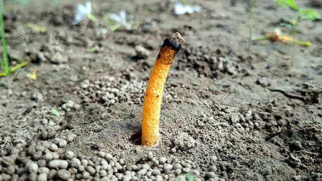 Yellow Stinkhorn Fungus Sprouting In Dry Dirt