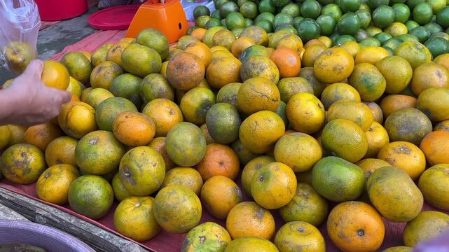 Close-up of a customer inspecting and picking fresh green and yellow local oranges from a pile at an outdoor fruit vendor stand.