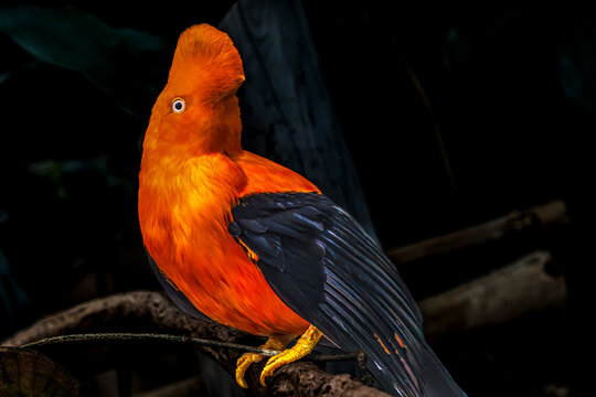 Colorful Orange Black Andean cock of the rock Bird