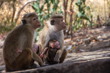 Monkey Family Caring for Their Young Babies © Sithila