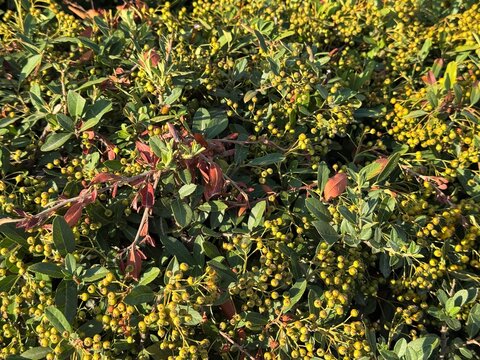 Cotoneaster bush with unripe berries in summer