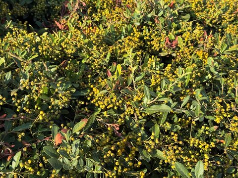 Cotoneaster bush with unripe berries in summer