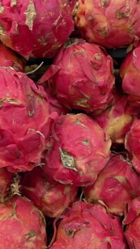 Vertical Video of Hand gently touches a vibrant pink dragon fruit. Fuzzy, scaley skin covers the round, sweet fruit. Bright red hues contrast with soft yellow undertones. The hand suggests a fresh, tr