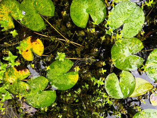 Green water lily pad leaves floating on water surface in garden pond top view © Orathai