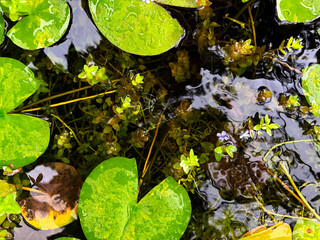 Green water lily pad leaves floating on water surface in garden pond top view © Orathai