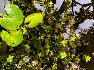 Green water lily pad leaves floating on water surface in garden pond top view © Orathai