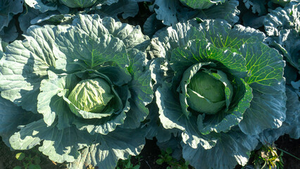Obraz premium Close Up of Fresh Green Cabbage Head Growing in Organic Garden