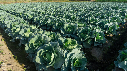 Fototapeta premium Fresh Green Cabbage Plantation Field in Agricultural Farmland