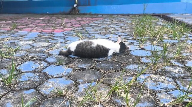 Adorable domestic cat relaxing outside on patterned paving blocks during a bright sunny day.