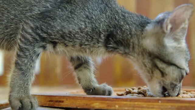 Hungry Kitten Eating Crunchy Kibble from Wooden Tray