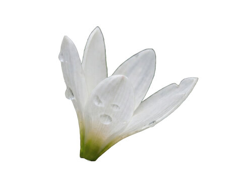 White Rain Lily Zephyranthes Fresh After Rain with Water Droplets.
