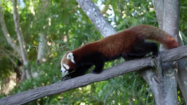 Red panda walking on tree branch, adorable lesser panda in forest habitat, fluffy wildlife animal in natural green environment