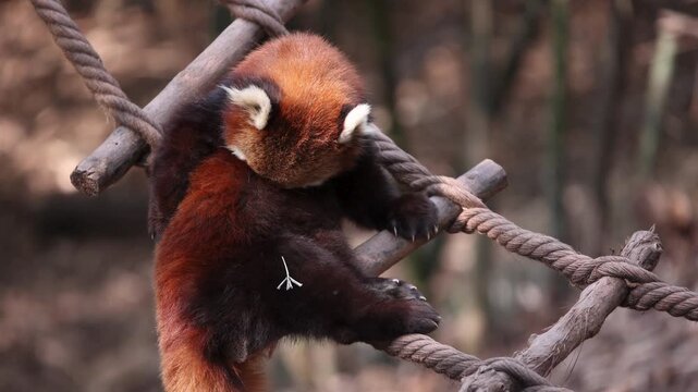 Red panda climbing on rope ladder, adorable lesser panda in zoo habitat, fluffy wildlife animal exploring outdoor enclosure