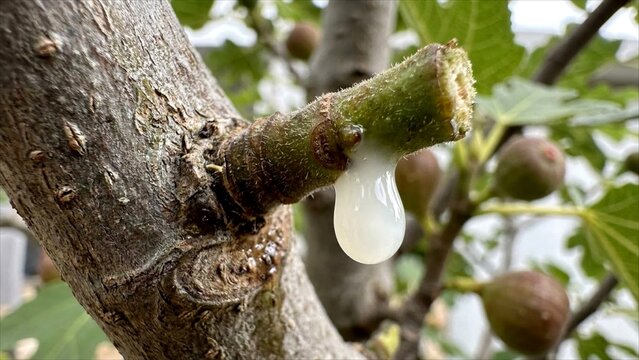 Macro detail of fresh milky white sap dripping from a fig tree stem