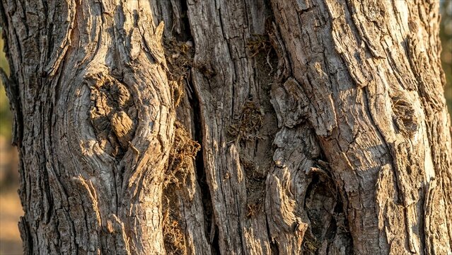 Ancient twisted and gnarled grey bark texture of a mediterranean olive tree