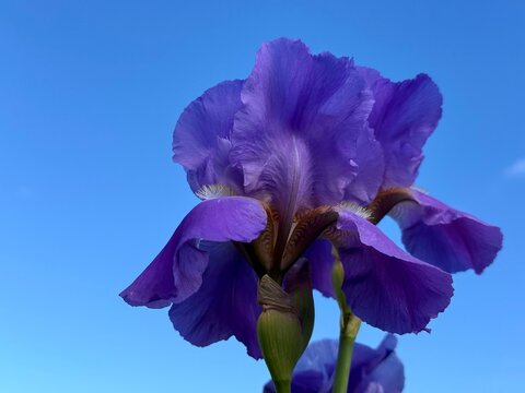Purple Iris flower against blue sky