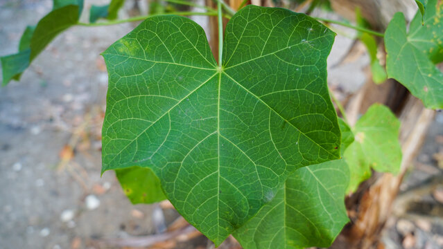 Large green leaf with visible veins and slight imperfections