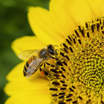 Macro view of a honey bee collecting pollen from the center of a bright yellow sunflower bloom