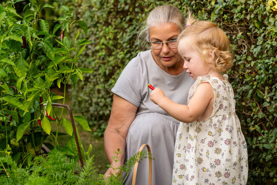 Granddaughter Examining Fresh Red Chili Pepper Beside Grandmother