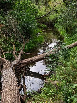Fallen Tree Trunks Across Forest Creek With Reflections