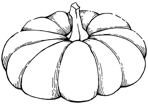 Hand-drawn flat pumpkin - Line art autumn squash - Halloween harvest element