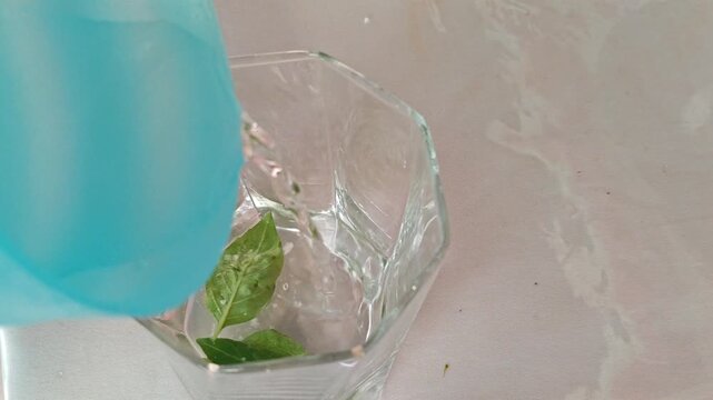 Pouring Water over Fresh Basil Leaves in Glass Jar