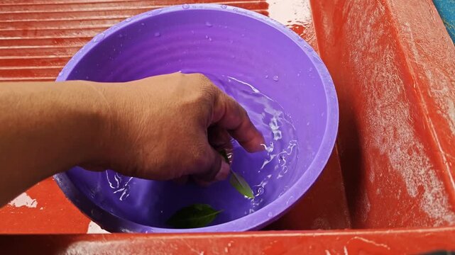 Washing Small Fresh Green Basil Leaves in Purple Bowl