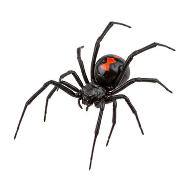 Black widow spider with red hourglass marking on abdomen.