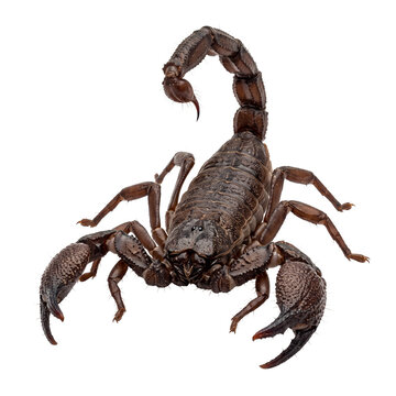 Detailed Black Scorpion with Raised Tail and Claws.
