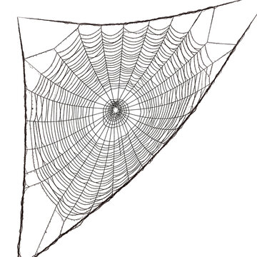 Detailed Spider Web with Radial and Circular Patterns.