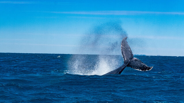 Humpback whale diving with tail fluke above blue ocean, Australia Marine Wildlife 