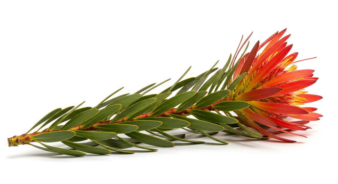 Single orange protea flower isolated on white background for floral design projects.