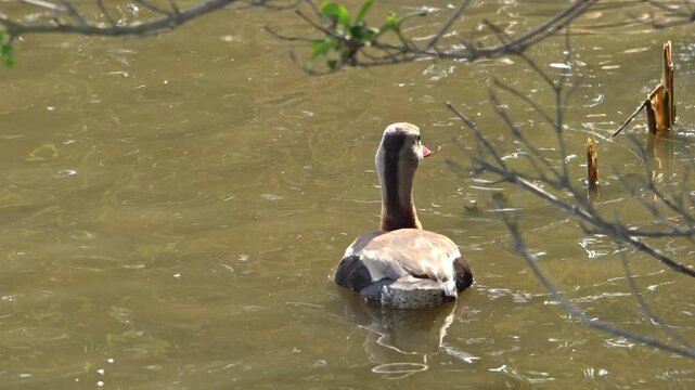 Black-Bellied Whistling Duck Swimming on Calm Water - 4K Wildlife