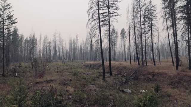 A slow handheld pan to the right across charred standing trees and scorched understory near Scotch Creek, BC, showing the 2025 wildfire aftermath and lingering smoky haze.