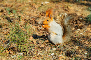 Naklejka premium Cute Red squirrel in molting period at spring sitting on forest ground and eating nuts holding it small paws. Concept of peaceful wildlife moment, and everyday life in outdoor environment.