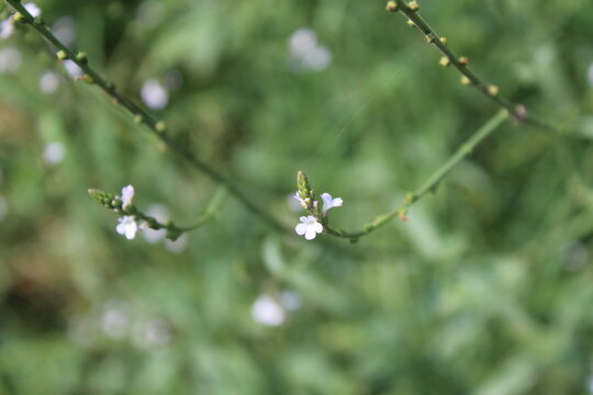 Common Vervain (Verbena officinalis) flowers 