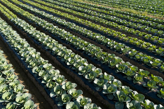 Aerial view of neat rows of green cabbage plants in agricultural field