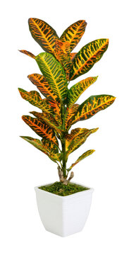 PNG Vibrant croton plant in white pot isolated on white background.