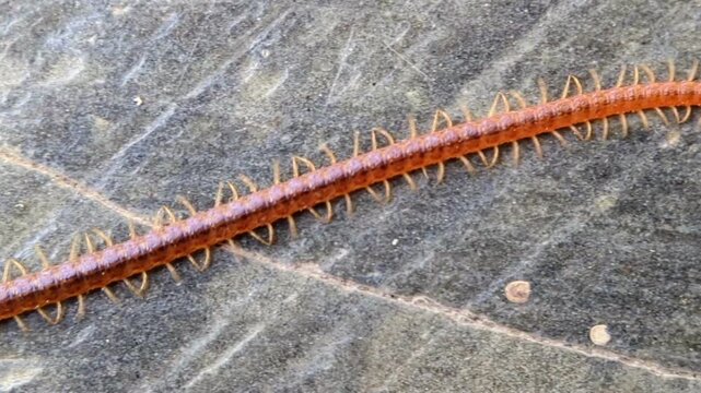 close-up of an Orphnaeus brevilabiatus centipede crawling on stone texture background	