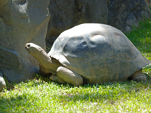 Large Aldabra Giant Tortoise Resting on Green Grass Near Rocks