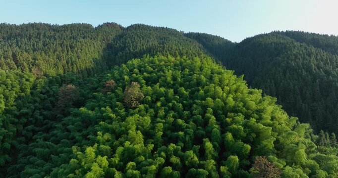 Aerial view of beautiful bamboo forest mountain landscape