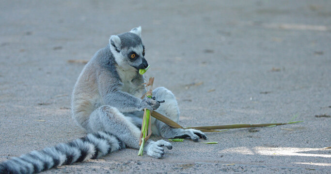Ring-Tailed Lemur Sitting on Ground Eating Green Bamboo Stalk