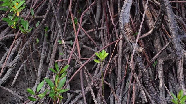 mangrove forest, Close-up shot of intricate and tangled mangrove tree roots growing in a muddy wetland ecosystem,mangrove