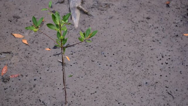 young mangrove ,Young mangrove seedling anchored in tidal sediment, illustrating coastal resilience, wetland restoration, habitat recovery, and climate adaptation