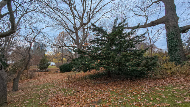 Autumn scenery in High Park with bare trees