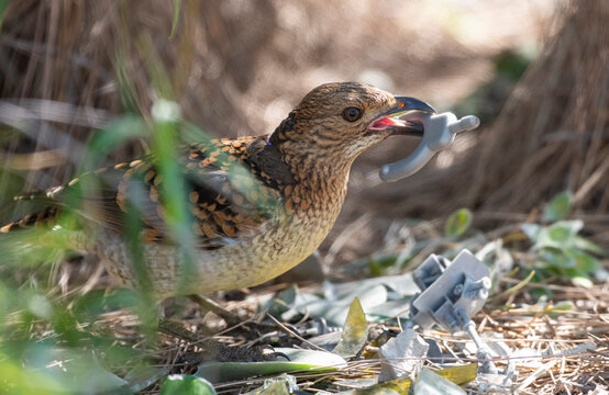 A spotted bowerbird with a liking for metal objects to put in its bower in northern Australia.