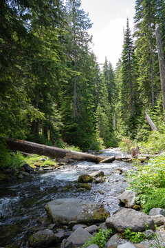 mountain river in the forest with fallen log portrait