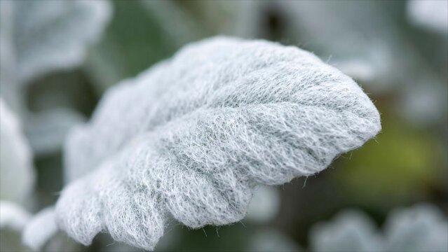 Silvery white woolly and felt like texture on a dusty miller leaf macro
