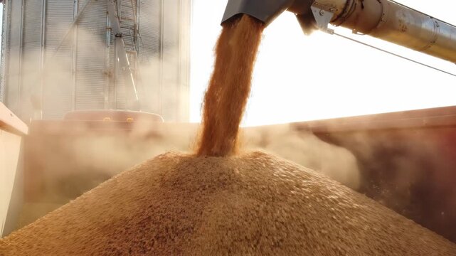Grain harvest dust as silo elevator pours golden corn into red truck trailer, autumn agriculture scene with rural farm background